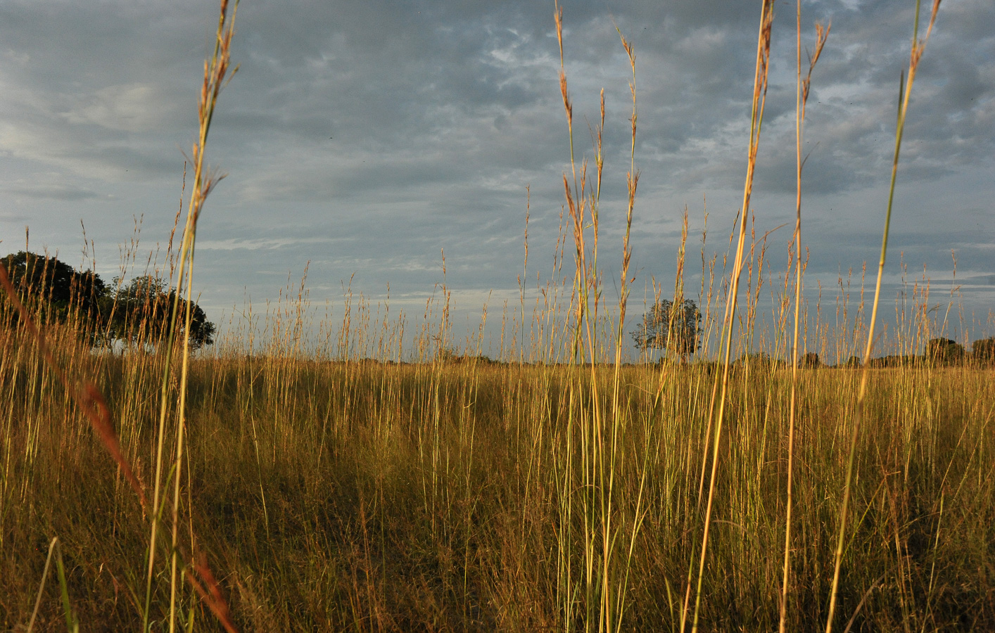 Okavango Delta [28 mm, 1/3200 Sek. bei f / 8.0, ISO 2500]